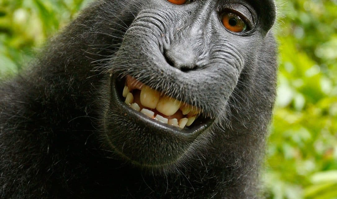 Black chimpanzee smiling