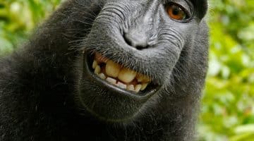 Black chimpanzee smiling